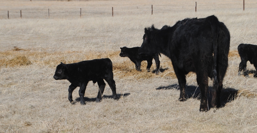 Cow and calves in field