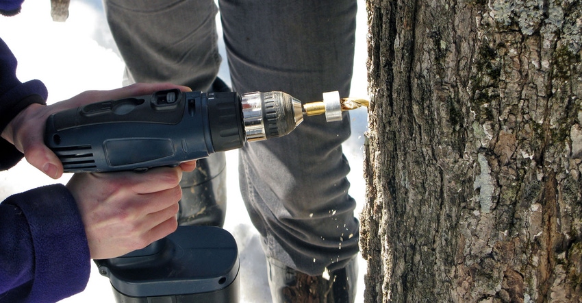 Drilling into a maple tree for sap