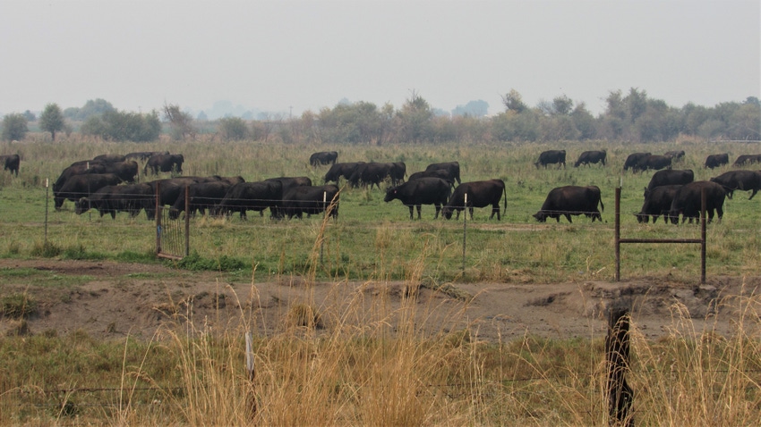 Cattle grazing amid smoky skies