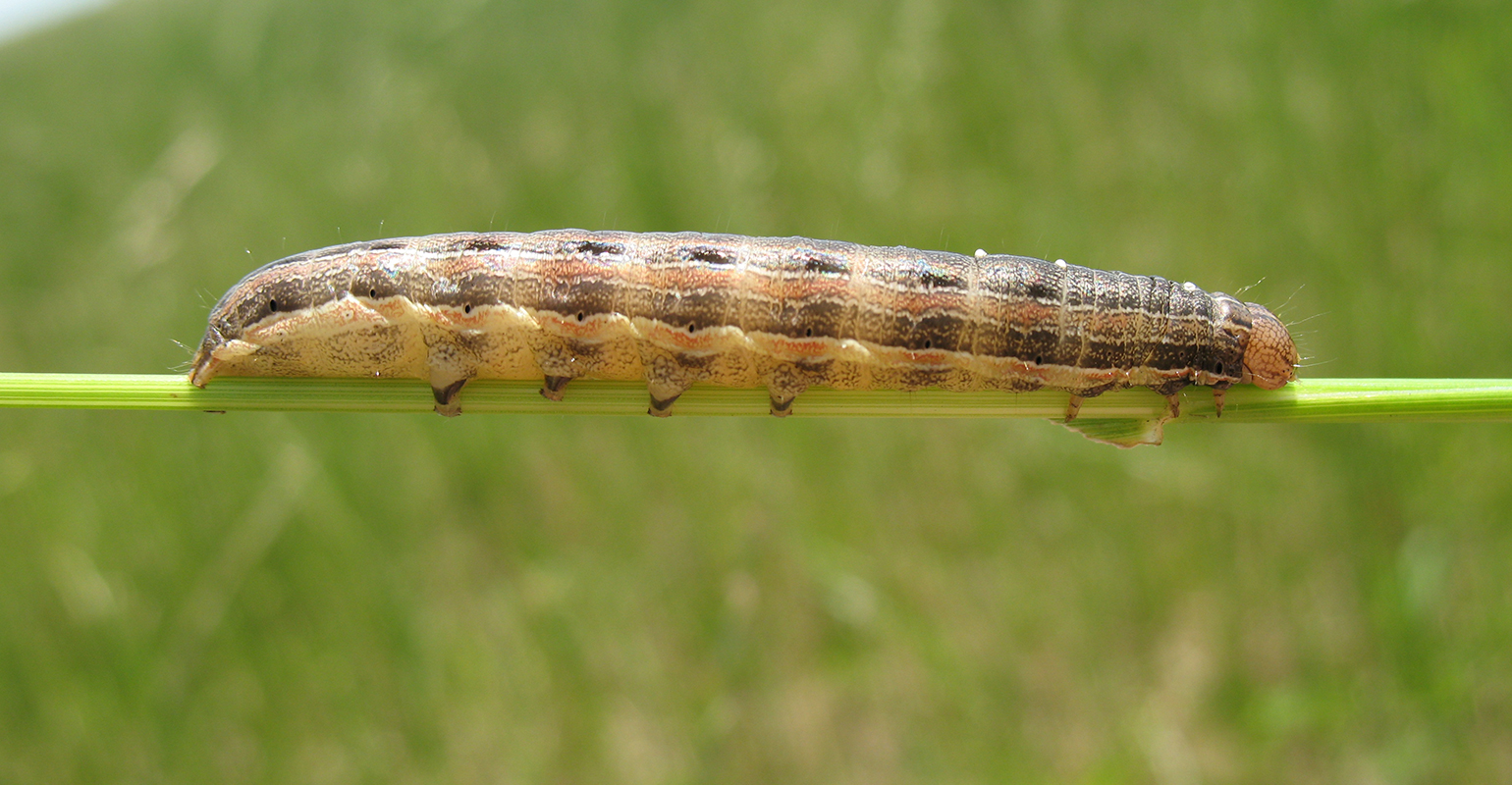 How to identify true armyworms in your crop field