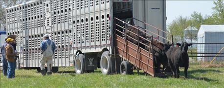livestock_dispatch_gets_truck_where_needs_to_move_cattle_1_636144449025842549.jpg