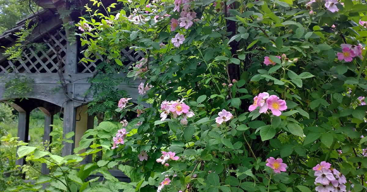 4 native roses that grow well on the farm