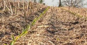 Corn planted without tillage emerging in a thick cover crop mulch with a row of trees in the background