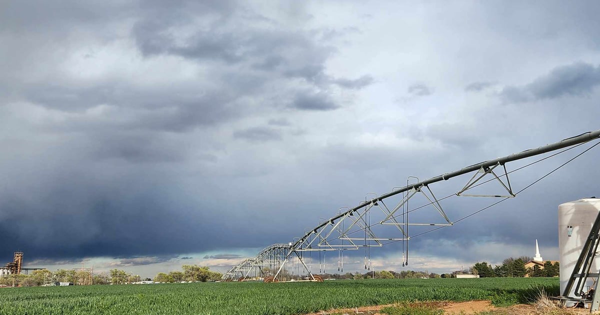 Texas wheat faring better amidst low prices