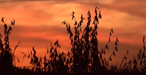 silhouettes of soybean plants against orange red sunset