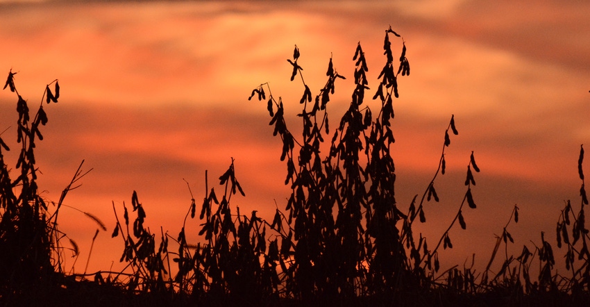 silhouettes of soybean plants against orange red sunset