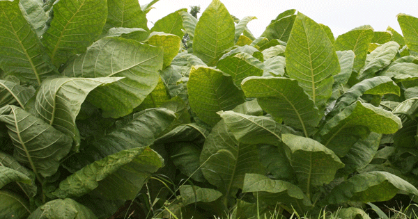 emerging tobacco products 2021 Budgets How to Grow Tobacco -