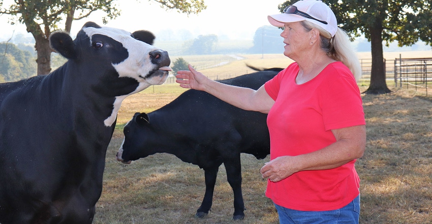 Marcia Moreland lets a cow lick her hand 