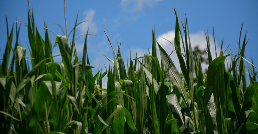 Corn looks green, tall and is starting to tassel on farms in Berks County, Pa. Corn looks green, tall and is starting to tassel on farms in Berks County, Pa.