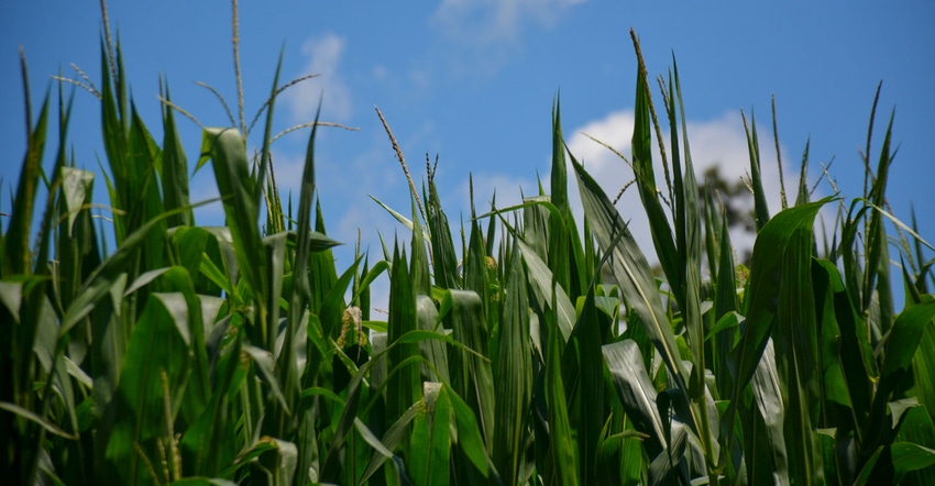 Corn looks green, tall and is starting to tassel on farms in Berks County, Pa.