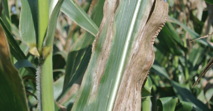 grey streaks on corn leaf, a symptom of Goss wilt