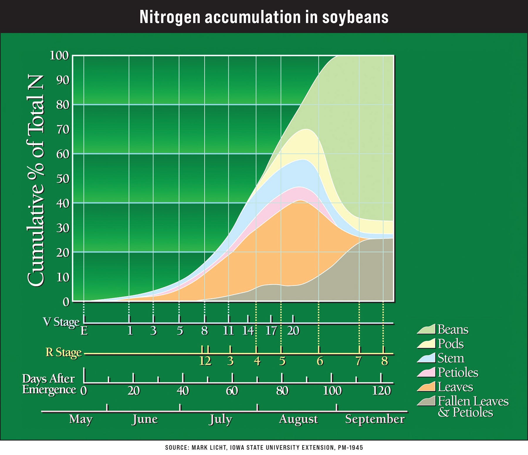 A graph showing Nitrogen accumulation in soybeans A graph showing Nitrogen accumulation in soybeans