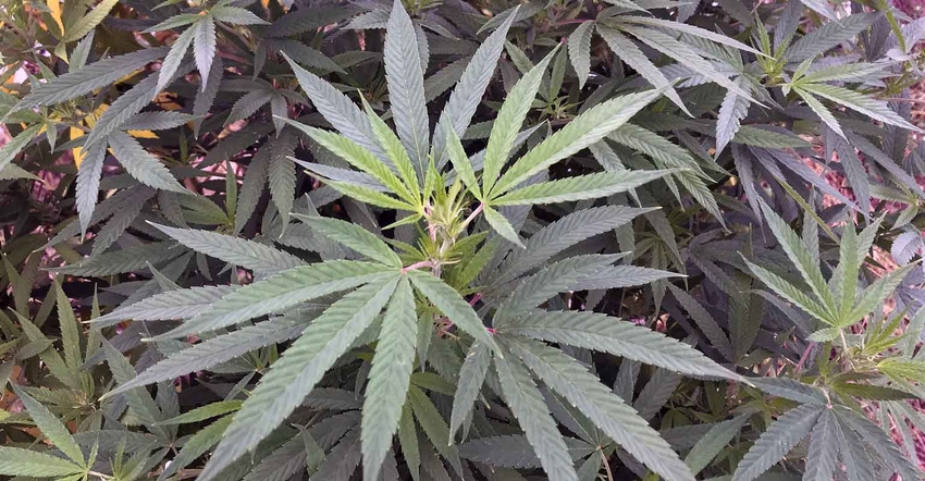 Hemp-research-brad-haire-4-a.jpg Hemp-research-brad-haire-4-a.jpg