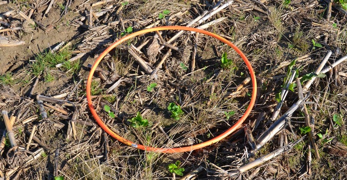 hula hoop on ground in soybean field
