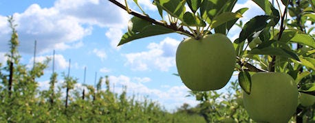 crawford_county_apple_orchard_stays_busy_through_december_1_635515142892008344.jpg