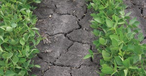 Cracked dry soil in soybean field