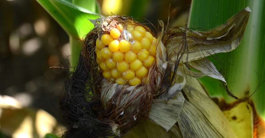 ear of corn showing signs of ear mold with silks exposed
