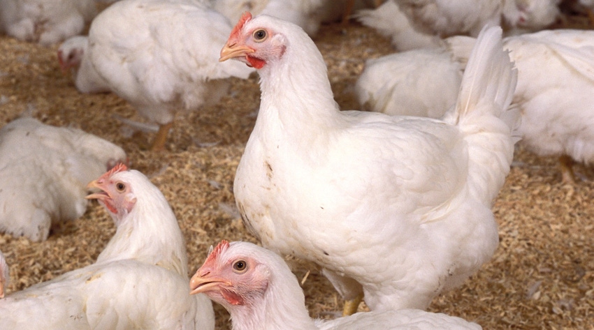 WFP-ARS-chickens-flock.jpg WFP-ARS-chickens-flock.jpg