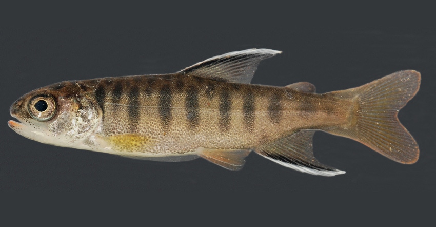 juvenile coho salmon closeup 