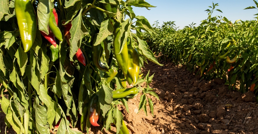 wfp-todd-fitchette-curry-seed-chile-arizona.jpg
