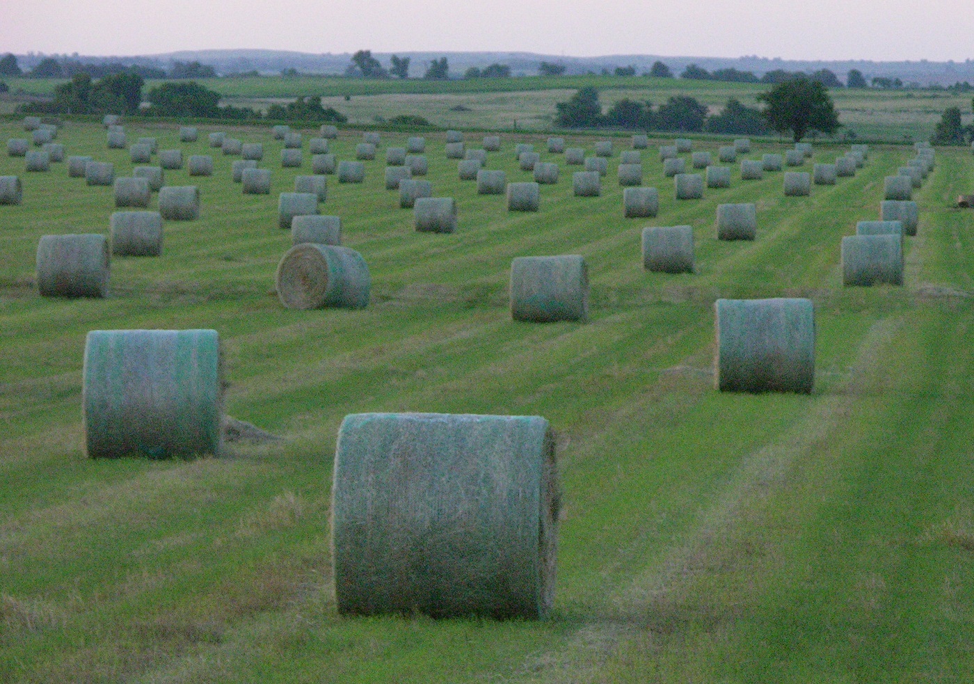 How to transition away from hay feeding