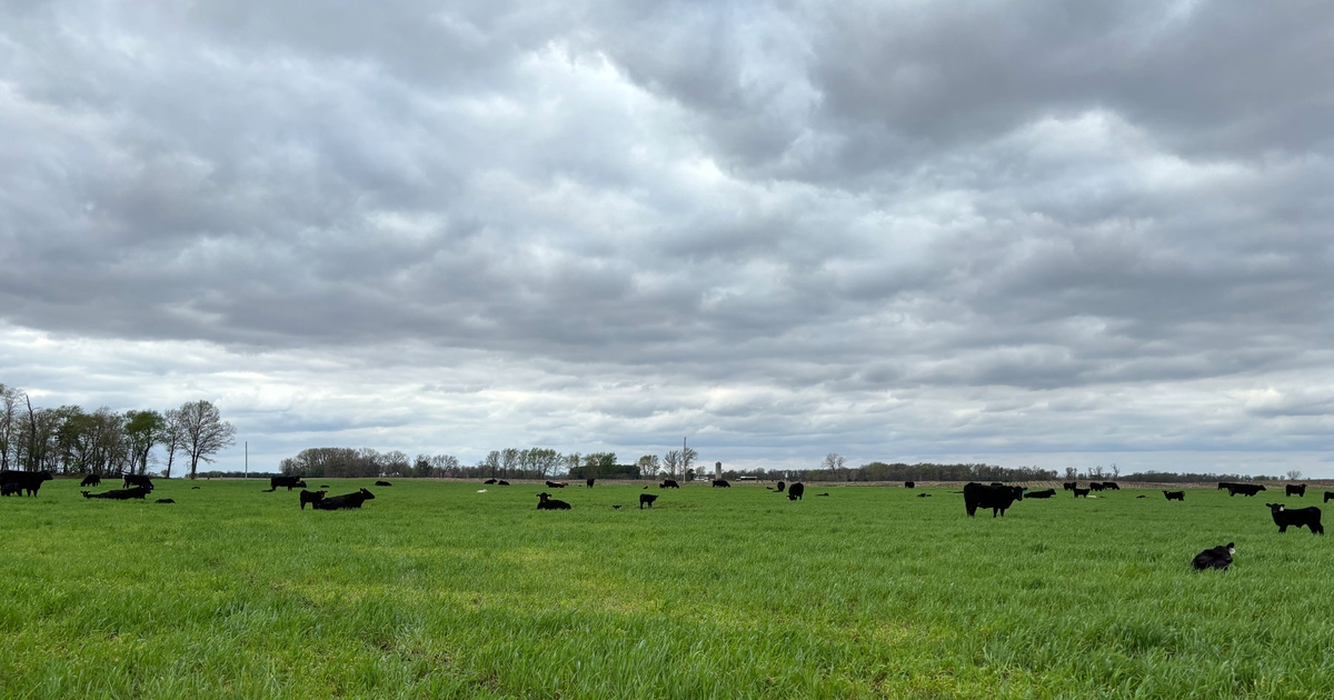 How grazing cover crops can save farmers money