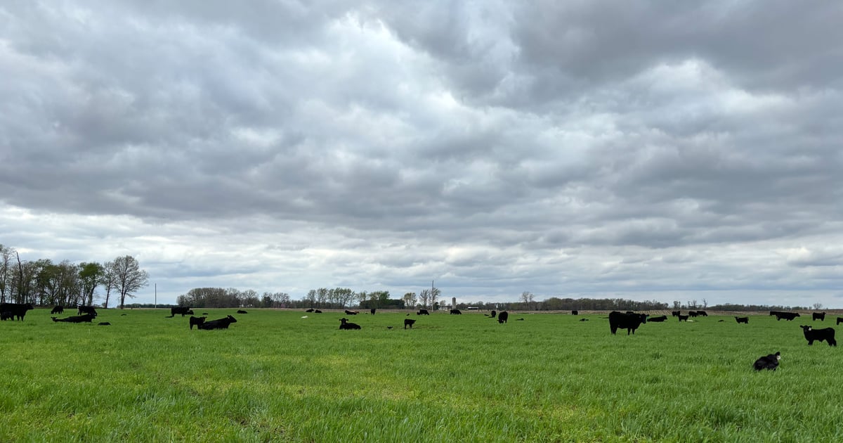 How grazing cover crops can save farmers money