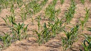 Cornfield with plants about 1 foot tall