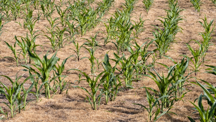 Cornfield with plants about 1 foot tall Cornfield with plants about 1 foot tall