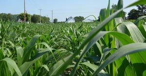 rural cornfield