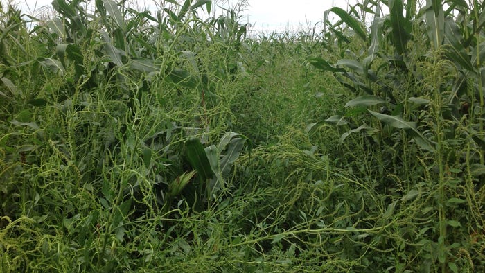  herbicide-resistant waterhemp taking over field of corn