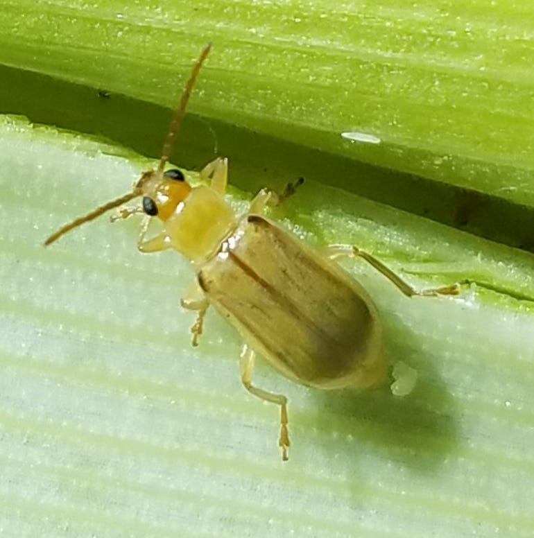 Adult northern corn rootworm 