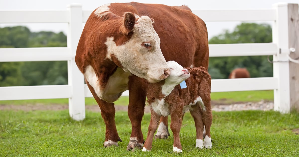 Tips to help cows, calves recover from difficult birth