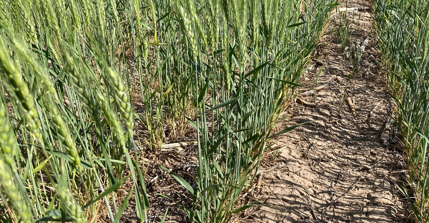 Thinner, shorter wheat stands because of historic drought in Kansas