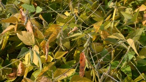 Close up of soybean crops drying down