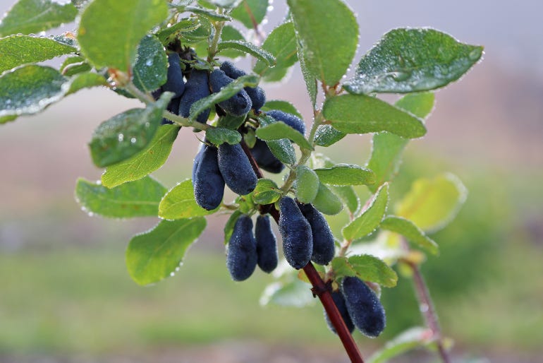 closeup of honeyberry bush bearing teardrop-shaped fruit 