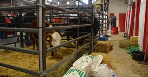cows in holding pens at New York Farm Show