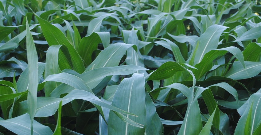 Closeup of corn stalks