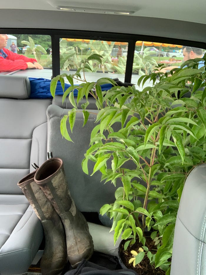 elderberry plants in backseat of truck