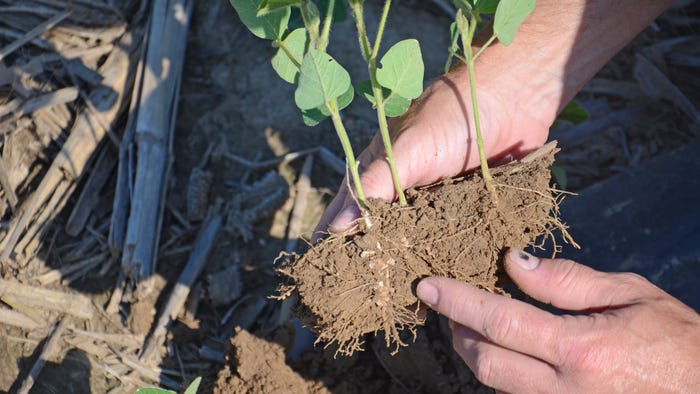 3 soybean seedlings in a chunk of soil