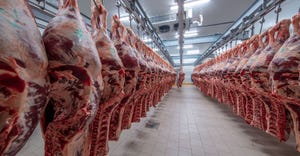 Cattle cuts hang from hooks in a slaughterhouse