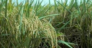 Green Super Rice soon to arrive on agriculture market | Farm Progress