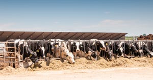 Cows feeding time on dairy farm