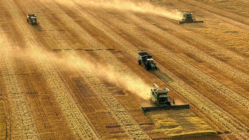 Aerial view of a rice field with combines and tractors harvesting lodged rice.