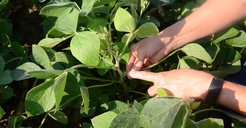 hand pointing to soybean plants
