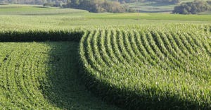 Field of rows of corn