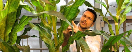 scarecrow_corn_gene_discovery_may_boost_crop_yields_50_1_634951489999229692.jpg