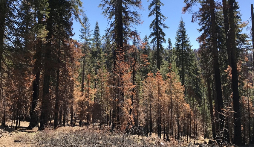 WFP-OSU-creek-fire-aftermath.jpg WFP-OSU-creek-fire-aftermath.jpg