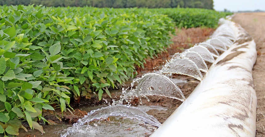 DFP-Staff-Polypipe-Irrigation-Soybeans.jpg