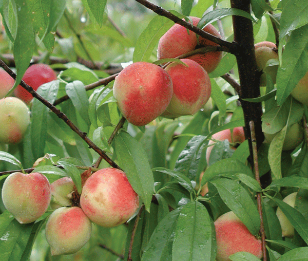 South Carolina peach crop early, plentiful, high quality Farm Progress